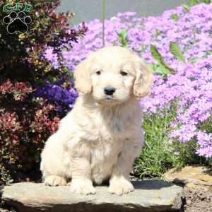 Raymond, Goldendoodle Puppy